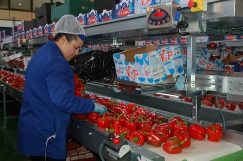 “Para esta campaña, volvemos a crecer por encima del 10% en agricultores, superficie y producción”