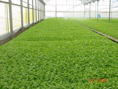 La cubierta Agroclima Adapt permite mejorar la productividad del cultivo y optimizar los costes