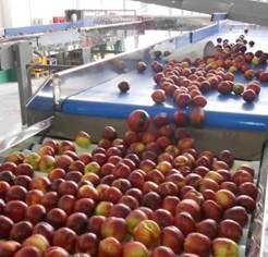 Tecnova mejora las líneas de procesado de las centrales hortofrutícolas evitando daños en los frutos