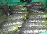 El pepino sigue su tendencia al alza y afronta el ecuador de noviembre por encima de los 0,80 euros
