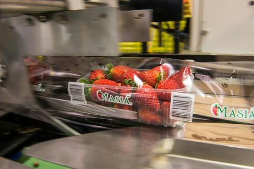 Masiá Ciscar (SAT Las Palmeritas) primer productor Onubense en certificar el 100% de su superficie cultivada de fresa con ZERYA