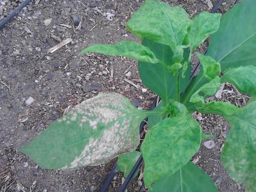 COAG alerta de la alta incidencia de mosca blanca, trips y virosis en hortícolas