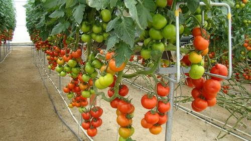 La exportación de frutas y hortalizas crece un 8 por ciento en volumen y un 14 en valor hasta septiembre en España
