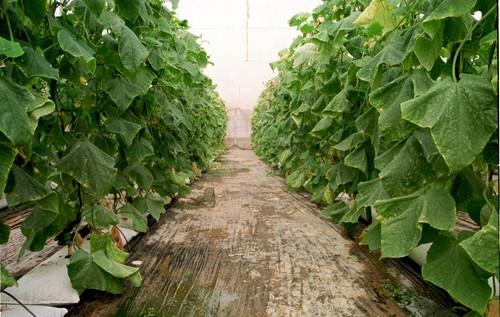 El sector español pide a los europarlamentarios que mejoren el actual sistema de seguridad sanitaria de plantaciones comunitarias frente a importaciones