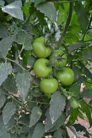 Cajamar presentará el miércoles el Informe de Campaña hortofrutícola y el nuevo volumen de Mediterráneo Económico