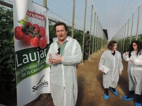 Seminis presenta su nuevo tomate ramo Laujar para siembras tempranas en Almería