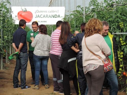Jacaranda, de HM Clause Ibérica, un tomate adaptado a ciclo largo que ofrece calibre y calidad en invierno