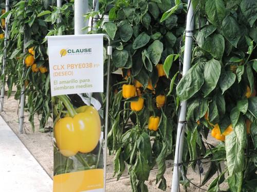 HM Clause Ibérica presenta sus novedades en pimiento California en unas jornadas en Las Norias