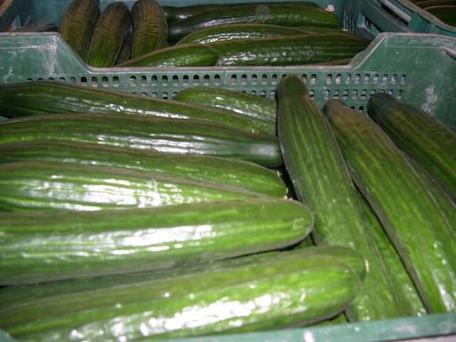 El pepino tipo Almería sigue sin 'levantar cabeza' y apenas se vende a 0,25 euros el kilo