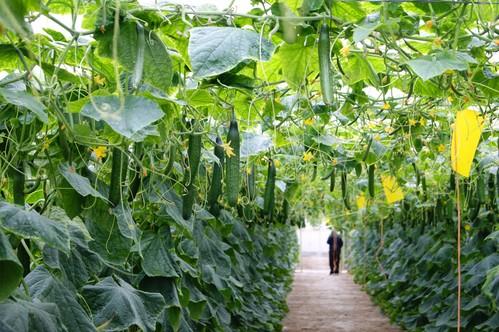 La cotización de pepino, un 50% por debajo del coste de producción