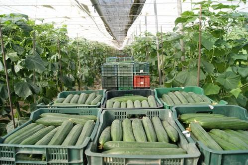 El precio del pepino sigue muy por debajo de los costes de producción