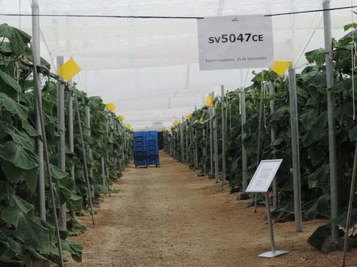 Seminis presenta en campo sus nuevas variedades de pepino Almería y California amarillo