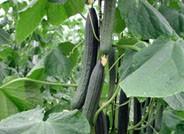 El pepino Almería vuelve a estar por debajo de los 0,25 euros el kilo de media