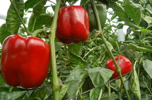 Estados Unidos cierra sus fronteras al pimiento español