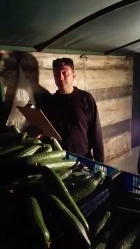 Un agricultor granadino graba un vídeo explicando los motivos de por qué tira 1.000 kilos de pepino
