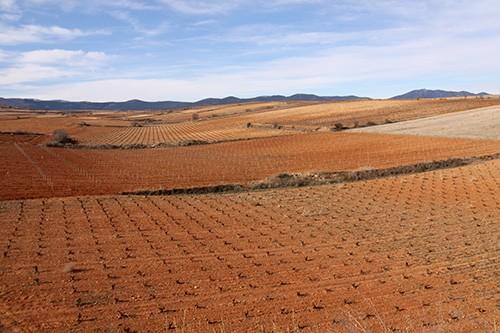 UPA cree un despropósito plantar casi 6.000 nuevas hectáreas de viñedo en España