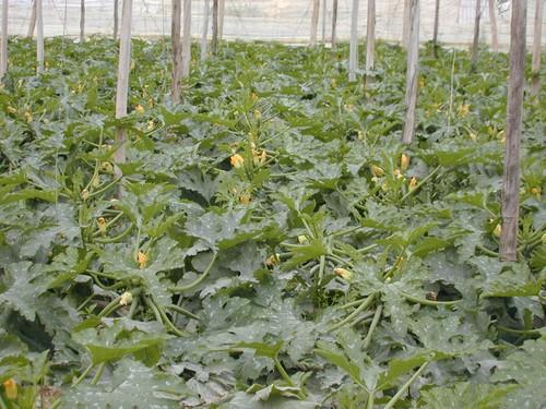 CAAE supera el millón de hectáreas certificadas para celebrar 25 años de trabajo por la producción ecológica