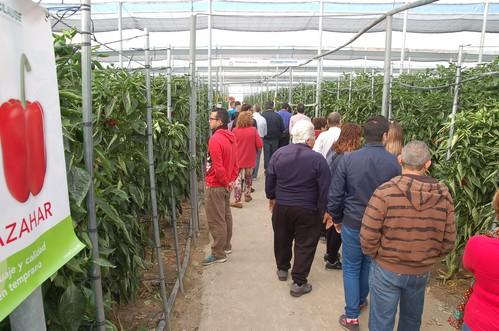 HM Clause Ibérica muestra su amplio catálogo de pimiento California en unas jornadas de campo