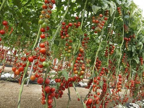 ASAJA, COAG, UPA, Cooperativas y FEPEX reclaman a la Comisión Europa un paquete de medidas para evitar el colapso del mercado comunitario de tomate