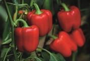 Syngenta lanza Miyabi y Kabuki, dos nuevas variedades de California rojo con resistencia a oídio