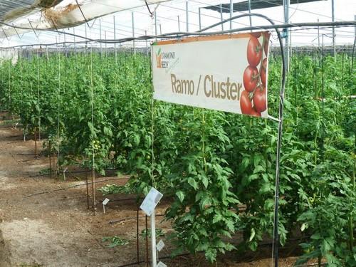Diamond Seeds ofrece a sus mercados una amplia gama de variedades competitivas a nivel nacional e internacional