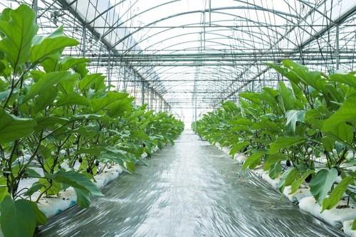 Hortofrutícola La Ñeca afronta 2016 con el objetivo de ser un referente en calabacín y berenjena