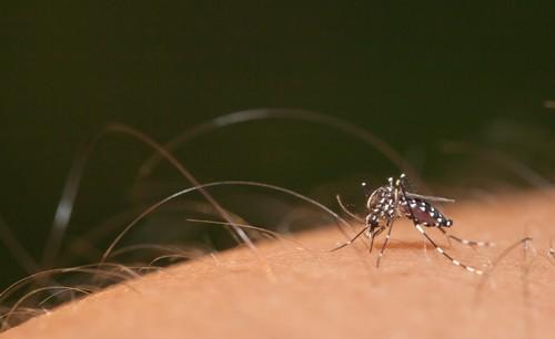 Sumitomo Chemical Kenogard ofrece la solución para luchar contra los mosquitos portadores de los virus Chikunguya y Zika