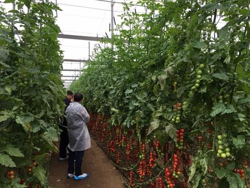 Sintonia F1* consigue en la zona de La Cañada una producción imbatible de cherry redondo en ciclo largo