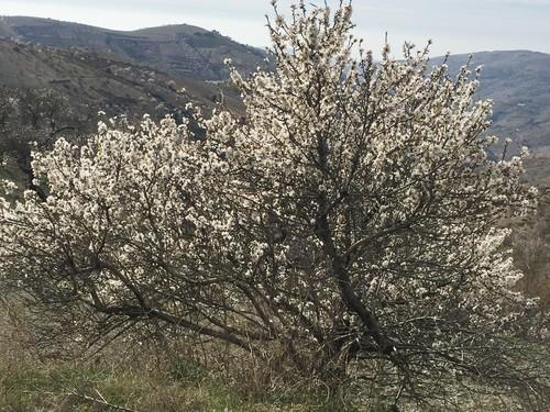 ASAJA traslada la inquietud existente en Los Vélez por el desarrollo de las cosechas de cereal, almendro y ganadería