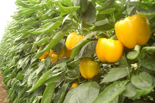 Los California rojo y amarillo y el lamuyo rojo se mantienen con precios por encima de los 1,50 euros el kilo