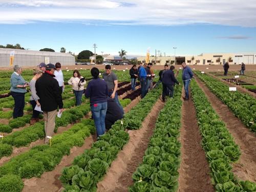 La marca Nunhems® refuerza su posición en el mercado europeo de lechuga por versatilidad y amplitud de calendario