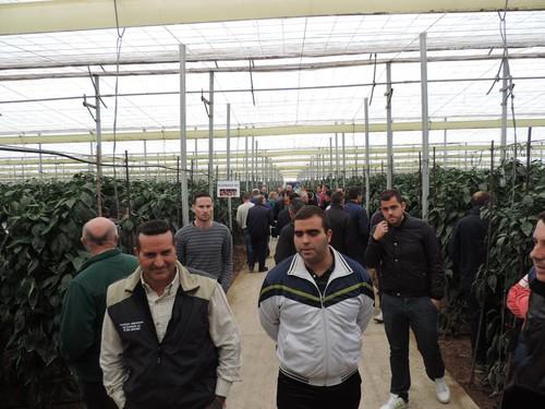 Rijk Zwaan apuesta por Solfeo RZ y Rumbada RZ para ciclos tardíos y muestra sus bondades en unas jornadas de campo