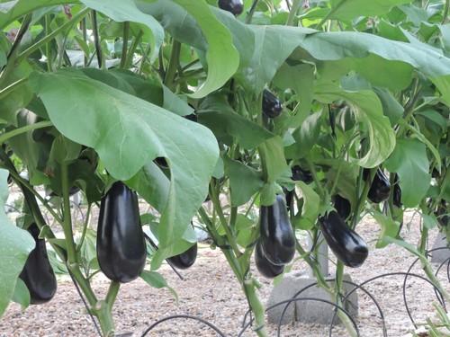 Calabacines, berenjenas y pimientos lamuyo suben de precio en el ecuador de febrero