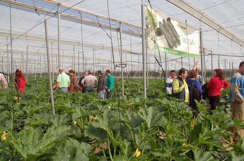 El calabacín Musa, de HM Clause Ibérica, destaca por su precocidad y excelente postcosecha en un ciclo tardío