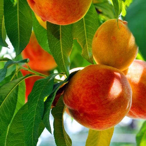 Grupo Agrotecnología presenta sus soluciones integrales y sin residuos en el Congreso Extraordinario de Fruta de Hueso de Murcia