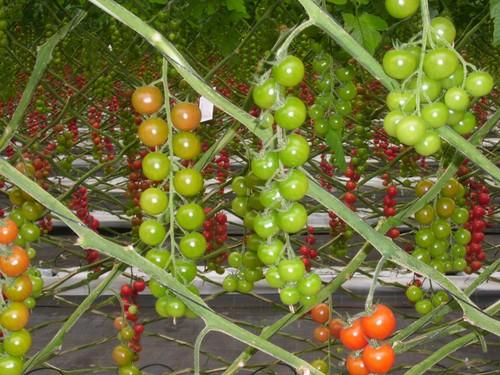 Marruecos ya ha exportado más de la mitad del contingente de tomate para esta campaña