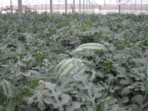COAG reclama a Agricultura que anticipe la campaña ‘No cortes ni comercialices en verde’