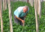 Este primer trimestre del año cada agricultor ha dejado de ingresar 14.500 euros por hectárea, según ASAJA