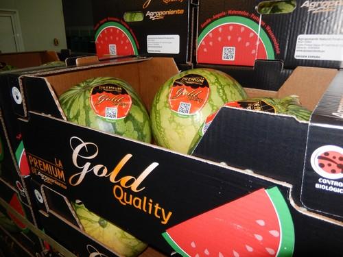 Agroponiente comienza su campaña de melón y sandía, cuyo calendario de comercialización volverá a extenderse hasta el mes de septiembre