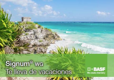 BASF ha sorteado un viaje a la Riviera Maya para premiar la confianza en SIGNUM® WG, su fungicida polivalente para cultivos hortícolas