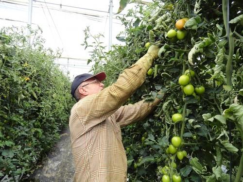 ASAJA advierte de que el comercio almeriense vende el tomate a 16 céntimos más barato que la media de la UE