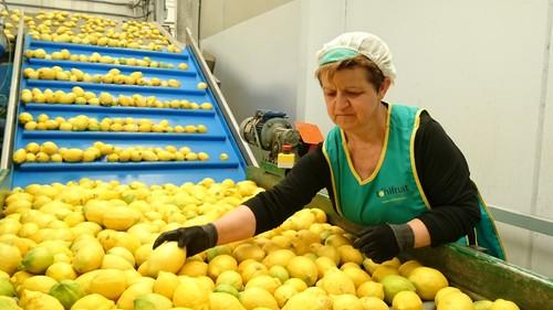 La empresa murciana Toñifruit, especialista en agricultura ecológica, nueva socia de Anecoop