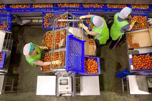 Camposol se integrará a Unica Group la próxima campaña