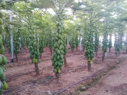 UAL-Anecoop respalda, con sus proyectos de I+D, la producción de nuevas variedades de sandía  y papaya en Almería