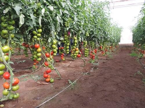 HM Clause lleva a la feria sus novedades en varias tipologías de tomate y calabacín