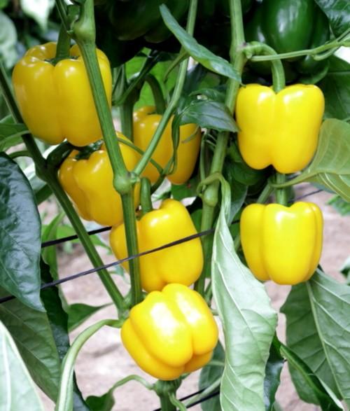Meridiem Seeds propone Alvarado, California amarillo muy productivo, estético y comercial
