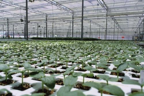 La presencia de Saliplant en Almería se va consolidando campaña tras campaña gracias al trabajo bien hecho