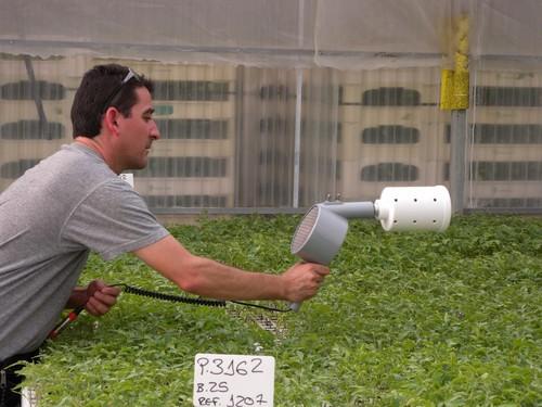 Koppert mejora la competitividad del tomate con Natupol y Nesibug