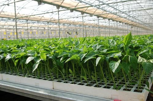Semillero Campoejido comienza a servir las primeras plantas de pimiento para las zonas más tempranas
