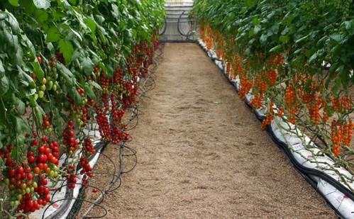 La contratación de Seguro Agrario alcanza máximos históricos con un capital asegurado que supera los 12.000 millones de euros
